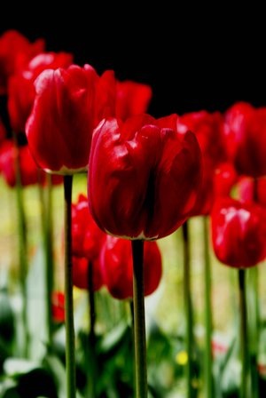 tulips_by_Nekibuya
